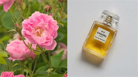 rose plant used chanel no 5 ingredients|Chanel roses.